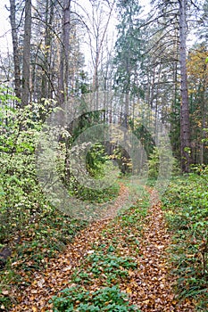 Forest landscape in cloudy and rainy autumn day