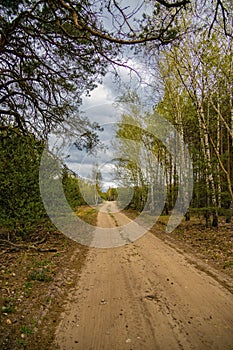 Forest landscape with dirt road and trees on a cloudy spring day