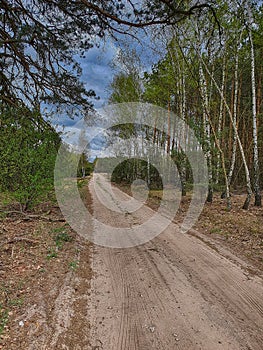 Forest landscape with dirt road and trees on a cloudy spring day