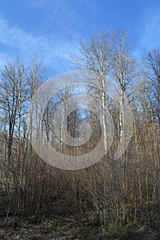 Forest landscape in early spring. Bare trees and bushes