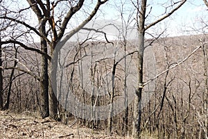 Forest landscape in early spring. Bare trees in march