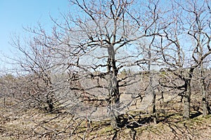 Forest landscape in early spring. Bare trees in march