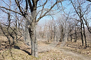 Forest landscape in early spring. Bare trees in march