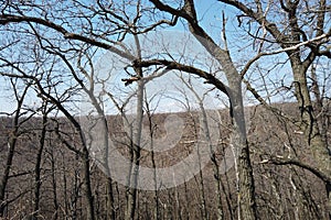 Forest landscape in early spring. Bare trees in march