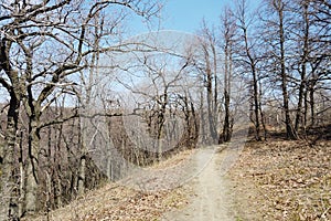 Forest landscape in early spring. Bare trees in march.