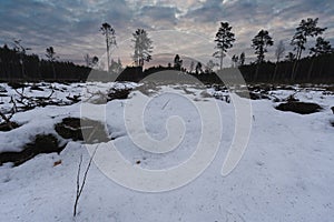Forest landscape in early spring in the forest of Estonia, cutting down a pine forest