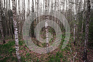 Forest landscape in early spring. Mystic birch forest in overcast weather.