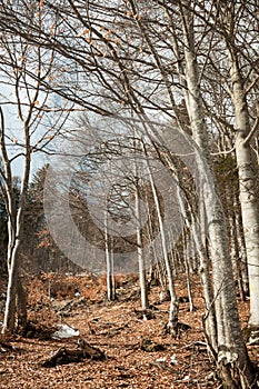 Forest landscape with fallen leaves on ground. Early spring in Dolomites Apls in sunny day, Italy