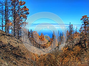 Forest landscape after a fire