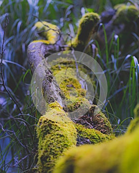 forest landscape and forest plants