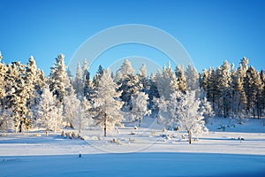 Forest landscape, frozen trees in winter in Saariselka, Lapland Finland photo