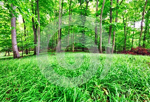 Forest landscape with green grass and woods at spring