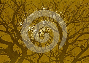 Forest Landscape Illustration