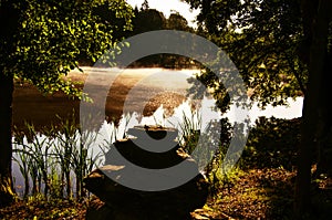 Forest landscape with lake