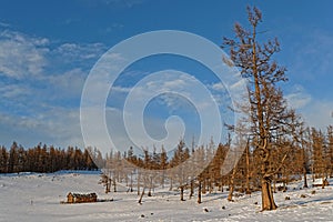 Forest landscape of larch trees