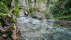 Forest landscape with medieval stone bridge in Troodos mountains, Cyprus