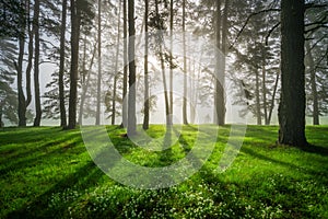 Forest landscape and morning fog in spring