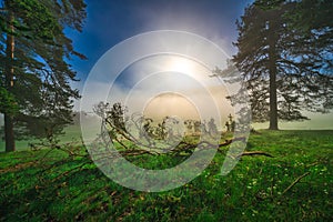 Forest landscape and morning fog in spring