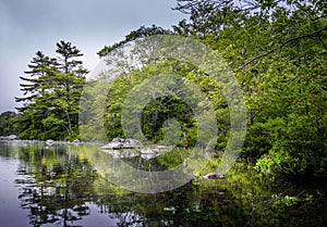 Forest landscape with mossy rocks and trees. Atlantic Canada