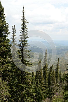 Forest landscape on the mountain Malaya Sinyukha in the area of Lake Manzherok. Gorny Altai