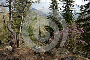 Forest landscape on the mountain Malaya Sinyukha in the area of Lake Manzherok. Gorny Altai