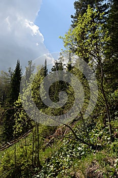 Forest landscape on the mountain Malaya Sinyukha in the area of Lake Manzherok. Gorny Altai