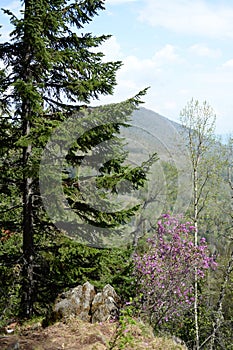 Forest landscape on the mountain Malaya Sinyukha in the area of Lake Manzherok. Gorny Altai