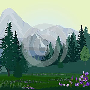 Forest landscape with mountain meadow, purple flowers, sunset, sunrise.