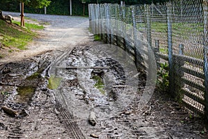 Forest landscape. Muddy path by water. Stream after rain
