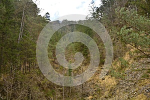 Forest Landscape Near Ovaro, Italy