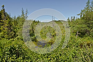 Forest landscape. Newfoundland