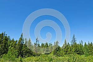 Forest landscape. Newfoundland