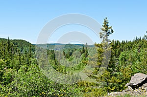 Forest landscape. Newfoundland