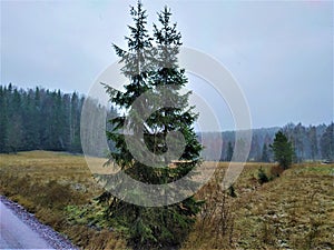 Forest landscape in the Nuuksio National Park on snowy day