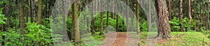 forest landscape. panoramic view of the spring forest