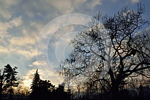 Forest landscape in the park