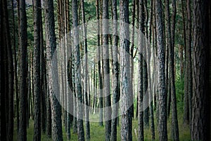 Forest Landscape Part of vertical pine tree trunk close up.Nice Background.