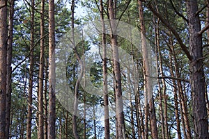 Forest Landscape Part of vertical pine tree trunk close up.Nice Background