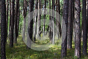 Forest Landscape Part of vertical pine tree trunk close up.Nice Background. Curonian Spit.