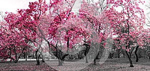 Forest landscape with pink trees in a black and white New York City