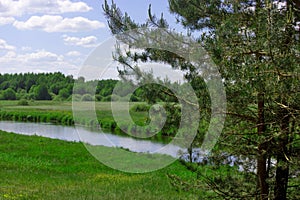 Forest landscape with the river in summer