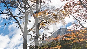 Forest landscape scene, ushuaia, argentina