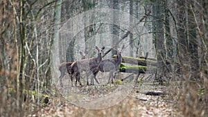 Forest landscape with several young brown deer in the thicket of the spring forest