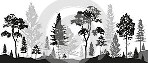 Forest landscape silhouettes panorama with pines, fir trees, cedars in black and gray tones