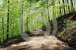 Forest landscape in spring, Germany