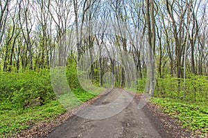 Forest landscape. Spring green leaves branches trees with forest road