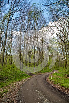 Forest landscape. Spring green leaves branches trees with forest road