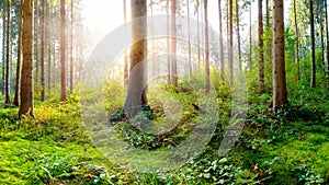 Forest landscape on spring morning