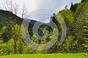 Forest Landscape in spring Romania Carpathian