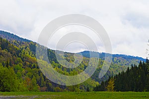Forest Landscape in spring Romania Carpathian
